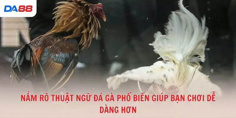 Nắm rõ thuật ngữ đá gà phổ biến giúp bạn chơi dễ dàng hơn